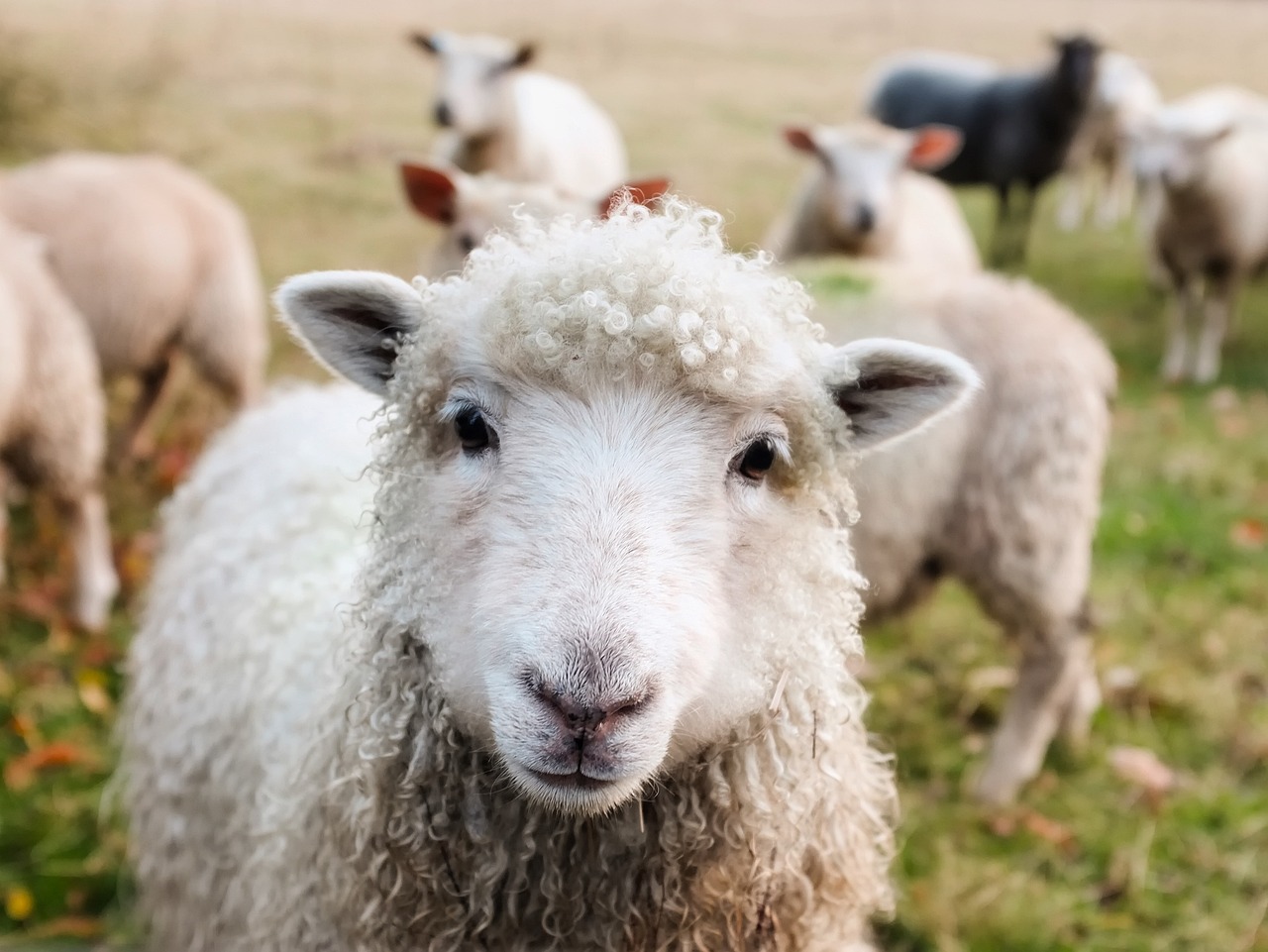 Veld vol schapen
