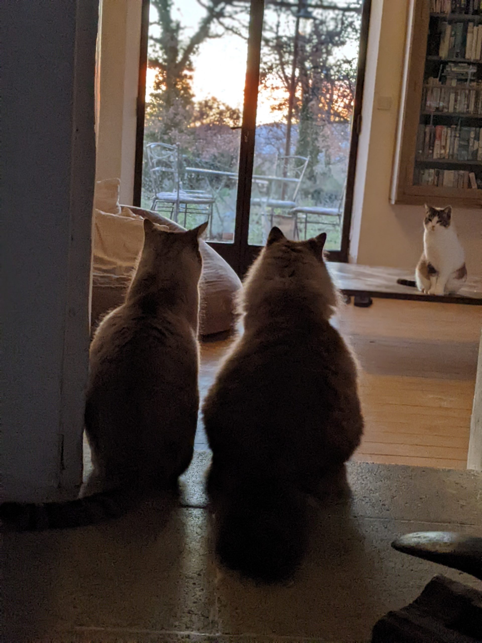 cat-sitting
